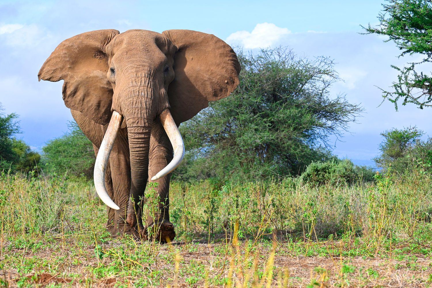 African elephant with large tusks on the Kenyan savanna